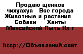 Продаю щенков чихуахуа - Все города Животные и растения » Собаки   . Ханты-Мансийский,Пыть-Ях г.